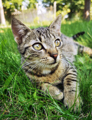 Naklejka na ściany i meble Mały kot domowy dachowiec w ogrodzie