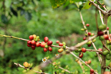 Coffee Berries on West Java Indonesia Coffee Plantation