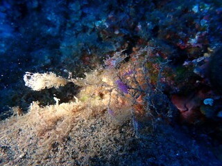 Nudibranqueos 3