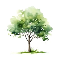 Tree isolated on white background in watercolor style