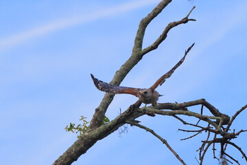 Red shoulder hawk swooping at prey. 