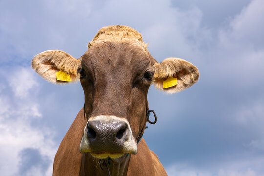 Closeup headshot of a Swiss cow in Ebanalp, Switzerland 
