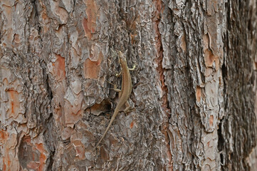 A lizard on a pine tree.