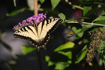Yellow butterfly on flower, Eastern Tiger Swallowtail. 