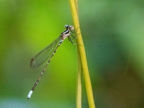 An adult purple dancer damselfly (Argia pulla) perched in a tree at Playa Blanca, Costa Rica, Central America