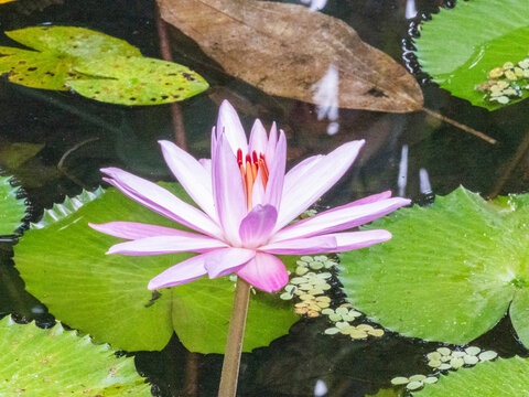 An Egyptian white water-lily (Nymphaea lotus) growing in the rainforest at Playa Blanca, Costa Rica, Central America