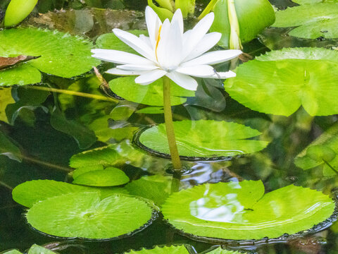 An Egyptian white water-lily (Nymphaea lotus) growing in the rainforest at Playa Blanca, Costa Rica, Central America