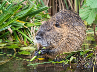 An adult nutria (Myocastor coypus), an invasive species introduced from South America, Spree Forest, Germany