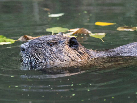 An adult nutria (Myocastor coypus), an invasive species introduced from South America, Spree Forest, Germany