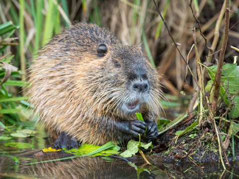 An adult nutria (Myocastor coypus), an invasive species introduced from South America, Spree Forest, Germany