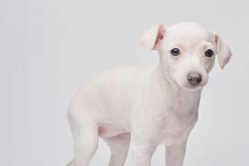 Portrait of cute Italian Greyhound puppy isolated on white studio background. Small beagle dog...