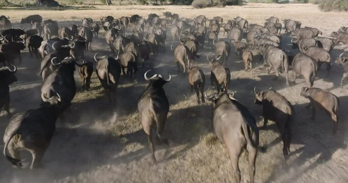 Aerial tilt-up. Large herd of Cape Buffalo close together running in the African bush