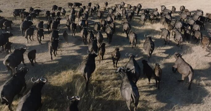 Aerial close-up. Large herd of Cape Buffalo running in the African bush