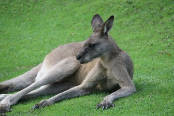 Naklejka na ściany i meble eastern grey kangaroo (Macropus giganteus), laying on grass