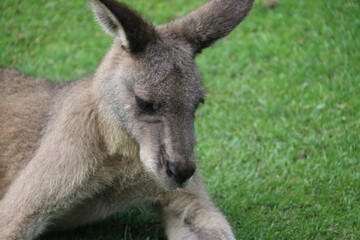eastern grey kangaroo (Macropus giganteus),, detail of a head