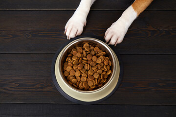 Dog paws on the dark wooden floor next to a bowl of dry food. Waiting for feeding. Top view.