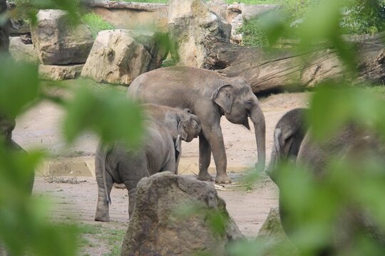 Family of elephants in the zoo