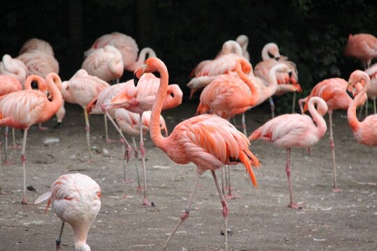 Family of flamingos in the zoo