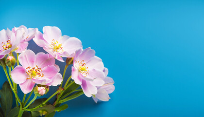 Fototapeta na wymiar blossom in spring with blue background with flowers, copy space