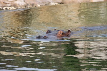 hippopotamus swimming in a pond