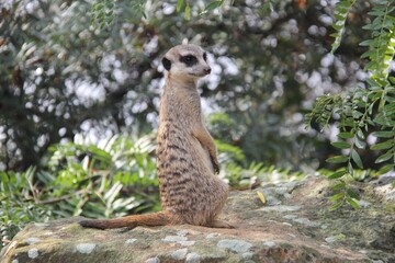 meerkat (Suricata suricatta) standing on a rock