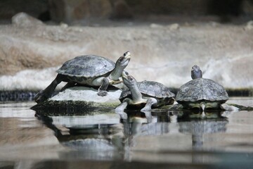 Fototapeta premium northern river terrapin (Batagur baska), family