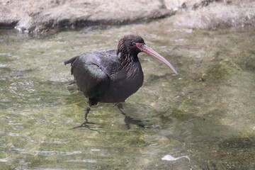 Puna ibis (Plegadis ridgwayi)