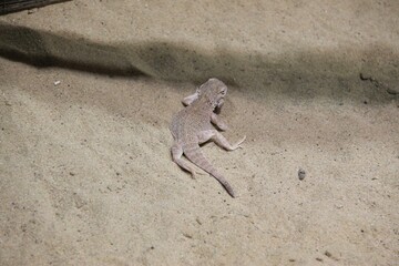 Phrynocephalus mystaceus, also known as the secret toadhead agama and toad-headed agama