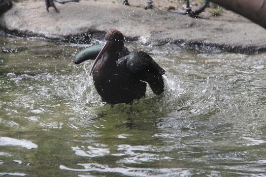 Puna ibis (Plegadis ridgwayi) bathing in a pond