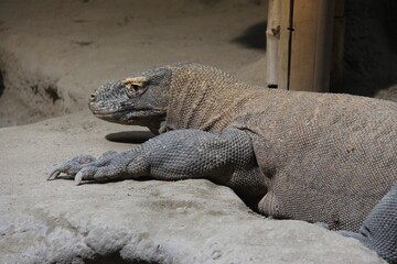 The Komodo dragon (Varanus komodoensis), also known as the Komodo monitor