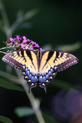 Yellow butterfly on flower, Easter Tiger Swallowtail. 