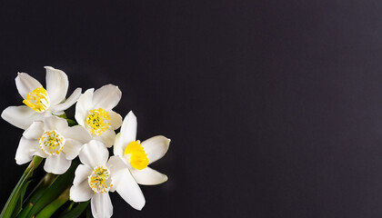 blossom in spring with black background with flowers, copy space