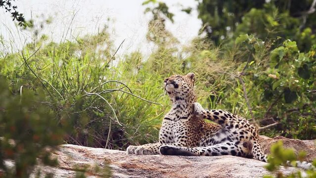 Leopard grooming an getting up in Kruger National park, South Africa ; Specie Panthera pardus family of Felidae
