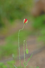 Poppy flower in bud about to blossom.