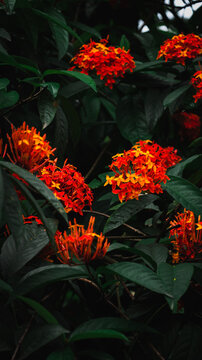 red and yellow flowers