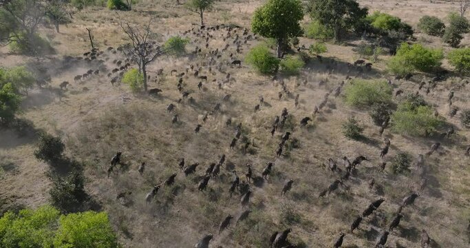 Aerial fly over. Large herd of Cape Buffalo running in the African bush