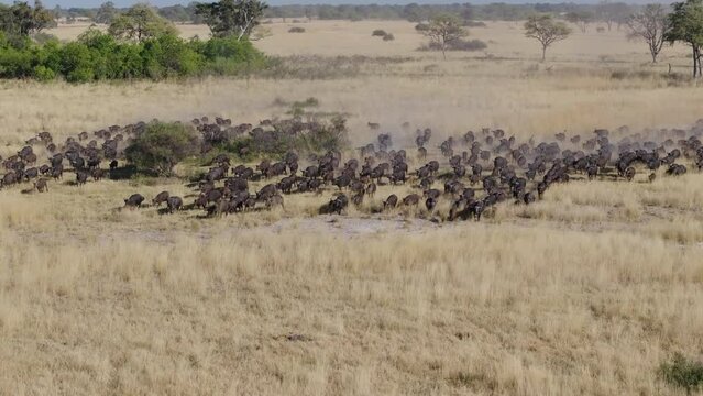 Spectcular aerial zoom in. Large herd of Cape Buffalo running towards the camera in the African bush