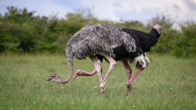 Ostrich (Struthio Camelus), Maasai Mara, Mara North, Kenya, East Africa, Africa