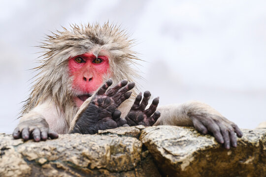 Japanese Macaque (Macaca fuscats), Nagano, Japan, Asia