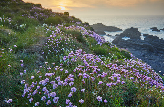 Devon Spring Time