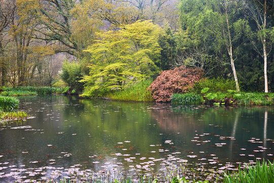 A springtime view of the lake at RHS Rosemoor Garden, near Great Torrington, Devon, England, United Kingdom