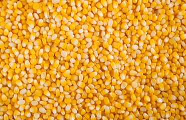 Corn texture. Yellow corns as background.