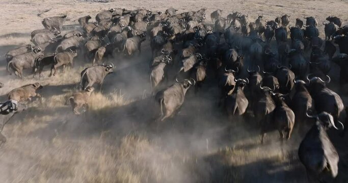 Close-up aerial fly over. Large herd of Cape Buffalo close together running in the African bush