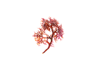 Gigartina pistillata or fucus pistillatus red seaweed isolated transparent png. Pestle weed rhodophyta algae.