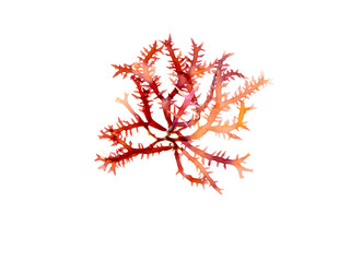 Rhodophyta red algae branch isolated transparent png. Red seaweed.