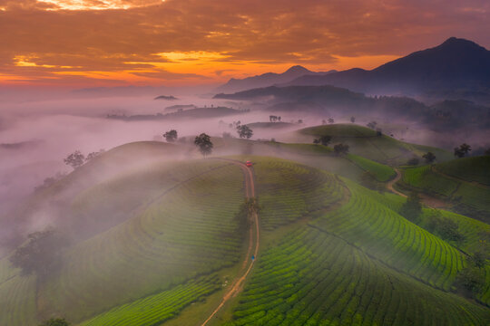 Long Coc Tea Hill, Vietnam, Indochina, Southeast Asia, Asia