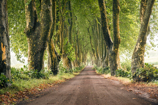 Alameda dos Platanos, a long boulevard of plane trees, on Sao Miguel island, Azores Islands, Portugal, Atlantic