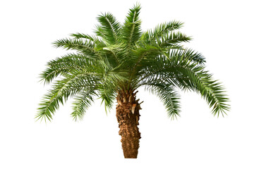 Obraz premium Palm Tree Isolated On White Background.