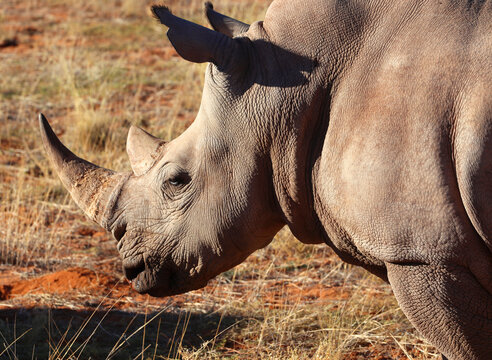 White Rhino, Bagatelle Kalahari Game Ranch, Namibia, Africa