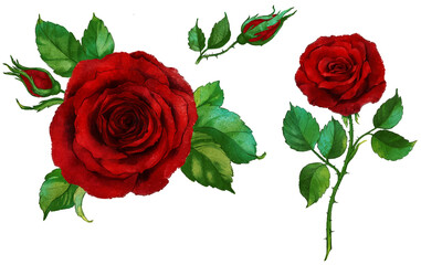 set of red roses in watercolour for tattoo or decoration